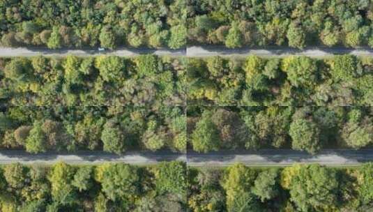 车穿过森林高清在线视频素材下载