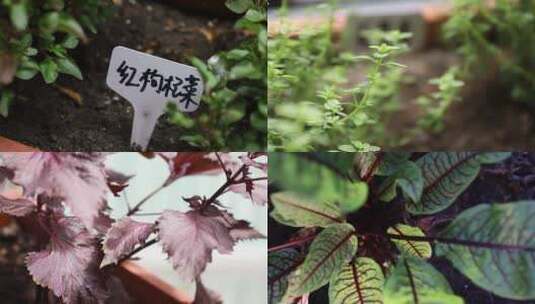 可食用植物香料种植合集高清在线视频素材下载