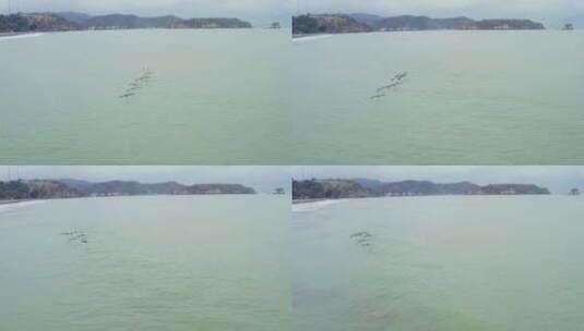 七只鹈鹕飞跃海洋高清在线视频素材下载