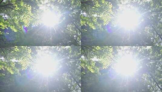 夏天阳光透过树叶高清在线视频素材下载