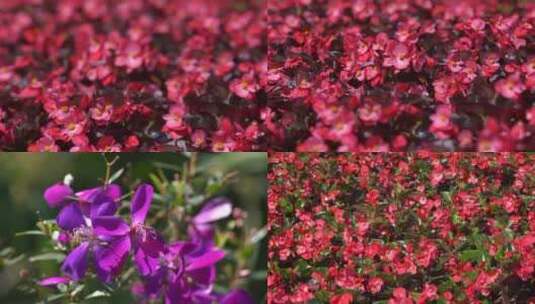 各种花四季海棠野牡丹高清在线视频素材下载