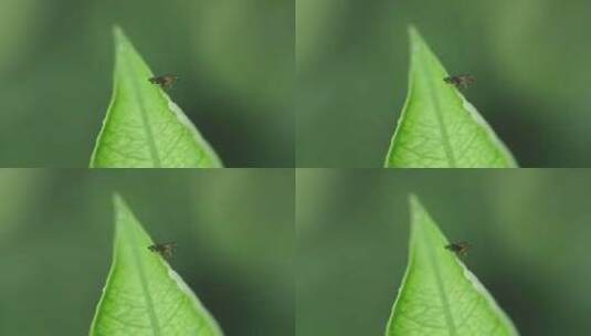 微距微观世界昆虫高清在线视频素材下载
