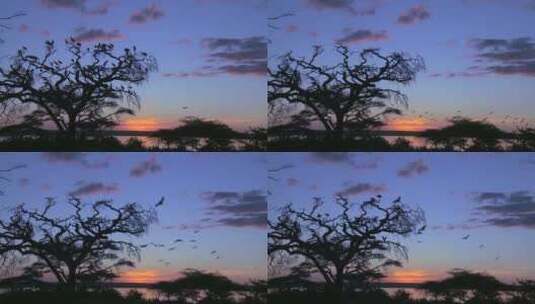 一大群鸟儿从一棵金合欢树上飞过高清在线视频素材下载