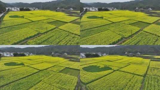 航拍油菜花田高清在线视频素材下载