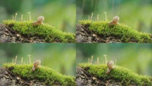 夏日 草地 蜗牛 阳光  下雨高清在线视频素材下载