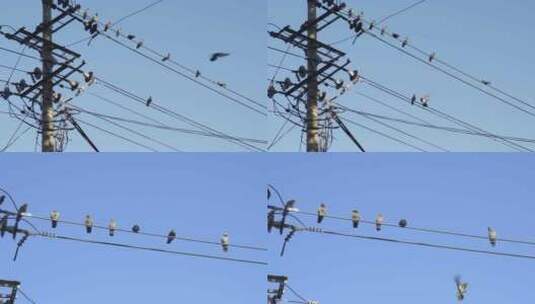 电线上的鸽子高清在线视频素材下载