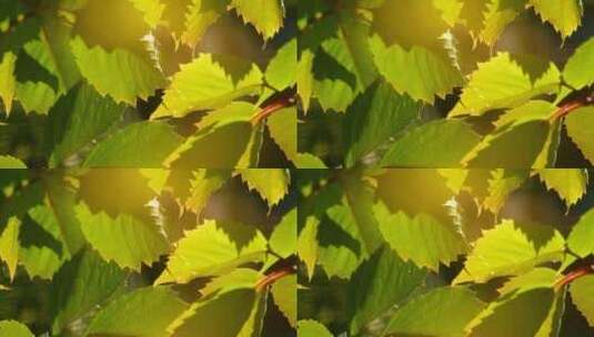 阳光下的树叶显得格外耀眼高清在线视频素材下载
