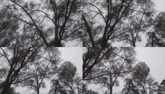 仰拍秋天的树枝高清在线视频素材下载