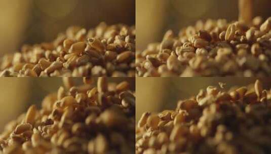 小麦粒掉落8高清在线视频素材下载