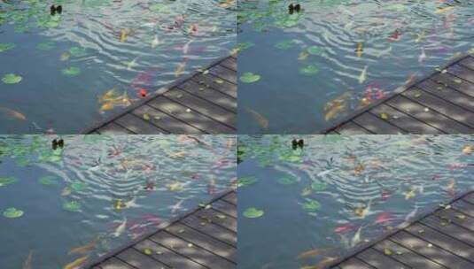 水池里的锦鲤高清在线视频素材下载