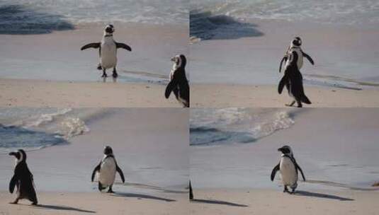 巨石海滩上摇摇晃晃的非洲企鹅高清在线视频素材下载