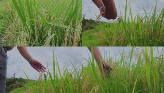 乡村振兴水稻种植水稻颗粒数数粮食安全高清在线视频素材下载
