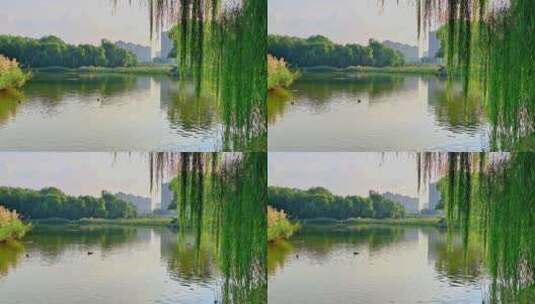 秋分节气傍晚 公园湖面与垂杨柳 4K高清在线视频素材下载
