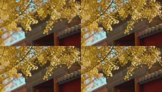 秋季北京故宫延禧宫的银杏高清在线视频素材下载