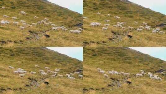 一群绵羊奔跑着探索阿尔卑斯山的山坡草甸高清在线视频素材下载