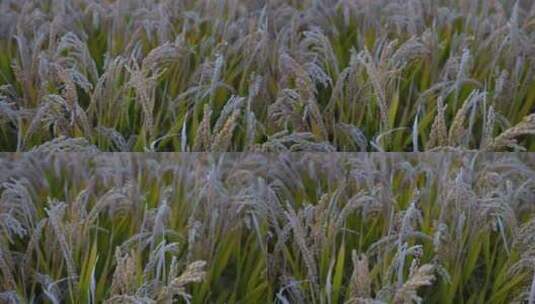稻子 水稻高清在线视频素材下载