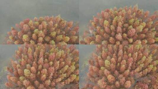 航拍长沙松雅湖公园秋天红色水杉林高清在线视频素材下载