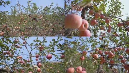 苹果树 苹果园高清在线视频素材下载