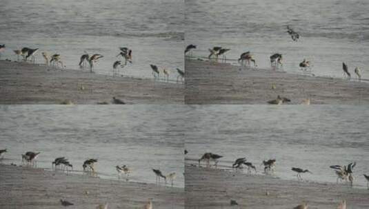 深圳湾红树林湿地生态高清在线视频素材下载