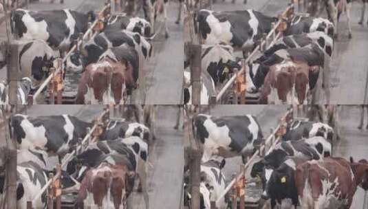 现代奶牛场内部奶牛及自动化挤奶产线高清在线视频素材下载