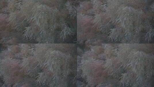 新疆秋天沙漠植被4K120帧素材高清在线视频素材下载