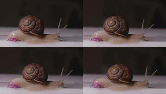 蜗牛缓慢爬行素材高清在线视频素材下载