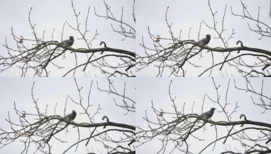 鸟栖息在树枝上高清在线视频素材下载
