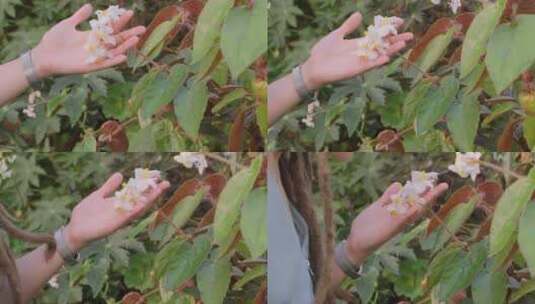 女人闻植物上的鲜花高清在线视频素材下载