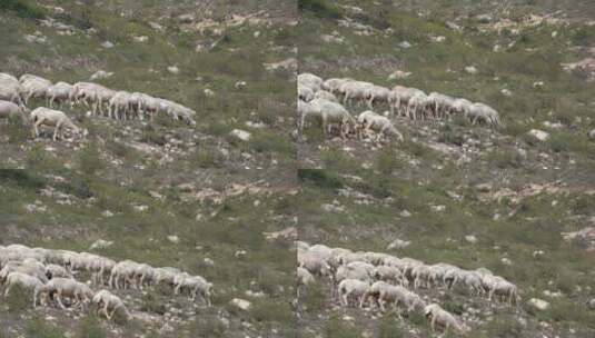 农村养殖绵羊25帧原素材高清在线视频素材下载