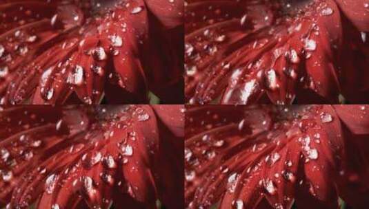 雨落在花瓣上特写高清在线视频素材下载