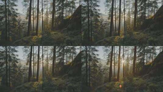 阳光照在森林植物上的镜头高清在线视频素材下载