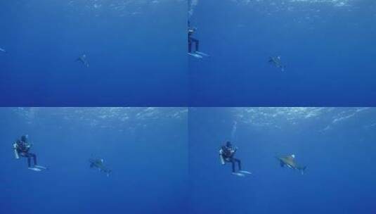 鲨鱼旁边的潜水员高清在线视频素材下载
