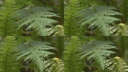 蕨叶上的水滴高清在线视频素材下载