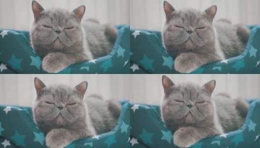 睡在猫床上的灰猫高清在线视频素材下载