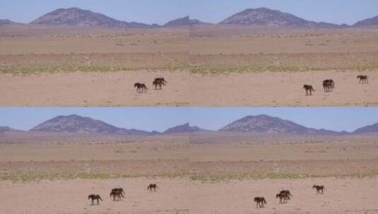 野生马匹穿越沙漠高清在线视频素材下载
