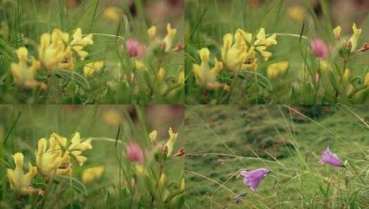 花朵特写高清在线视频素材下载