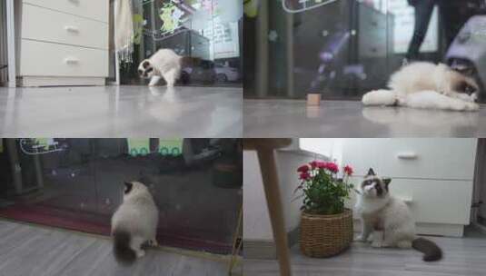 六个月的布偶猫高清在线视频素材下载
