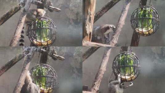 动物园环猴高清在线视频素材下载