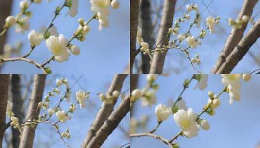 桃花特写4K拍摄高清在线视频素材下载