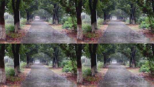 4k实拍下雨天的林荫小道高清在线视频素材下载