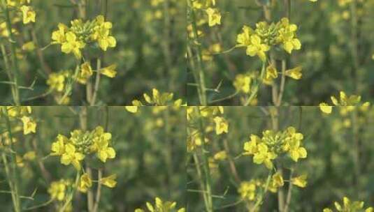 油菜花 蜜蜂采蜜 唯美油菜花高清在线视频素材下载