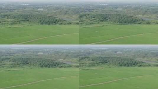 航拍乡村绿油油的稻田自然景观高清在线视频素材下载