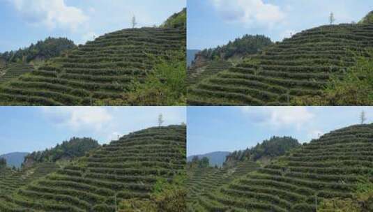 南岳衡山云雾茶茶场高清在线视频素材下载