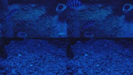 【镜头合集】蓝色海底深海神秘热带鱼高清在线视频素材下载