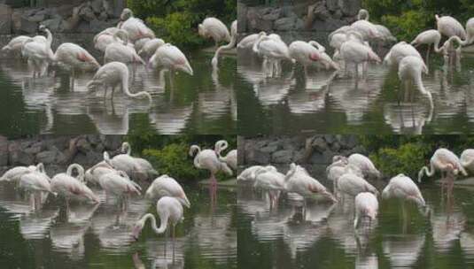 池塘里的白色火烈鸟高清在线视频素材下载