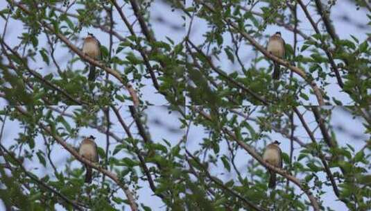 林子里的小鸟 树上的小鸟高清在线视频素材下载
