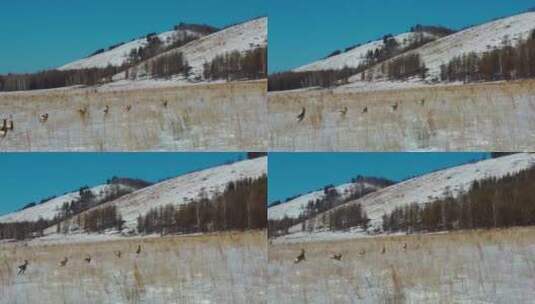  4k高清航拍雪地里奔跑跳跃的狍子高清在线视频素材下载