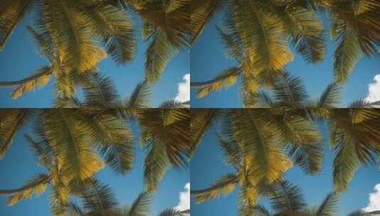 棕榈树在风中摇曳高清在线视频素材下载