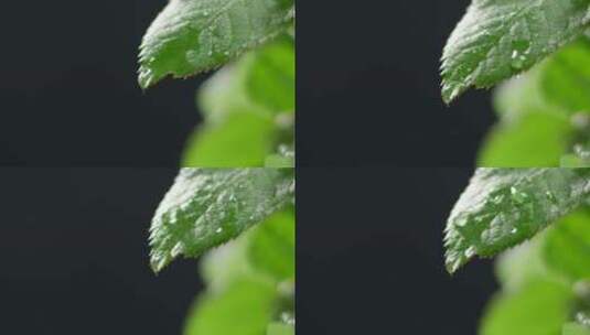 水滴落绿叶高清在线视频素材下载