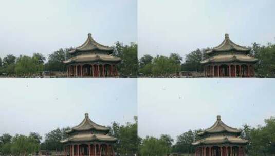 北京颐和园景区低飞的燕子高清在线视频素材下载